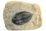 Gorgeous Zlichovaspis Trilobite - Atchana, Morocco #255344-3